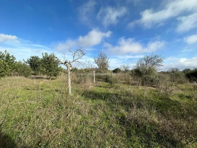 Plot in Santa Maria, Son Llaut Industrial Area — photo 9