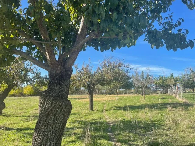 Fantastic investment finca for sale on the outskirts of Moscari, Mallorca — photo 1