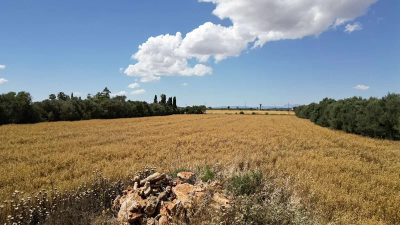 Unique plot of over 17,000 m² – Build your project in Mallorca — photo 8