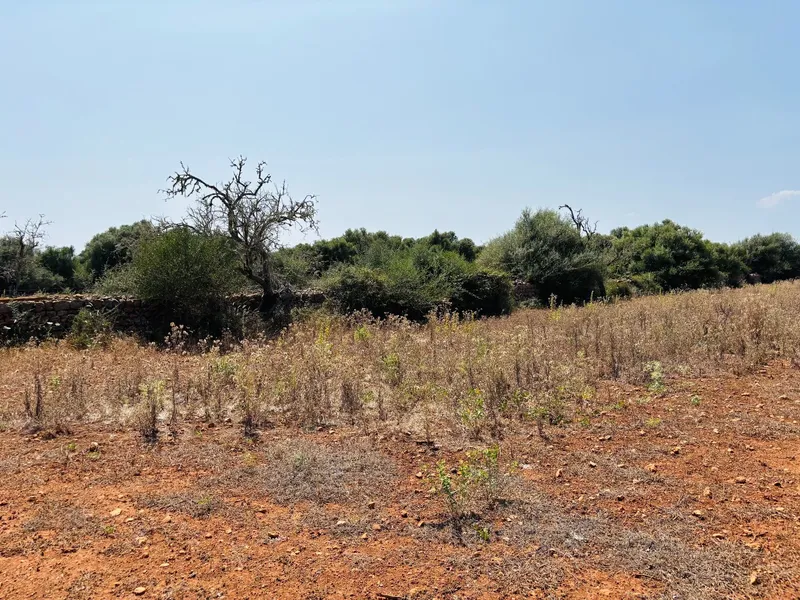 Plot in Felanitx — photo 6
