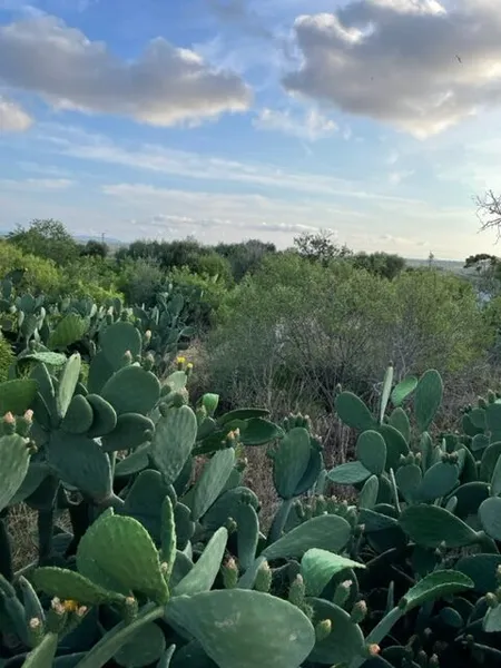 Plot in Ses Salines — photo 4