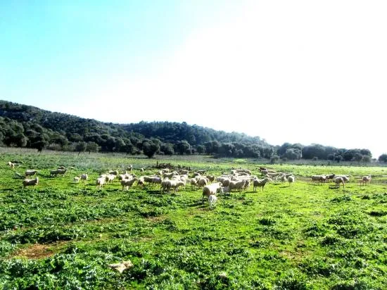 Nice finca near Alcudia with views, 135,000 m², very big, with possibility to build a villa — photo 1