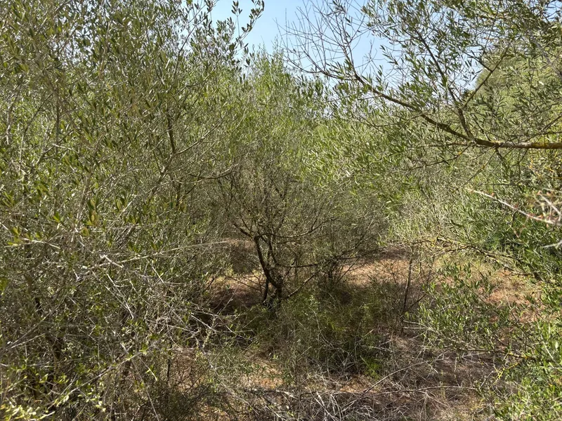 Plot in Felanitx — photo 4