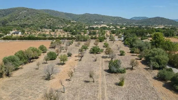 Plot / Developable land in Campanet — photo 1