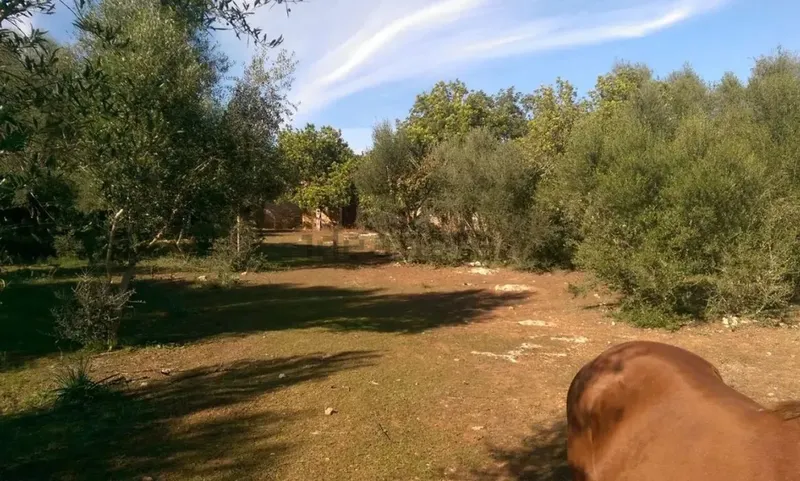 Rustic estate with tool shed — photo 6