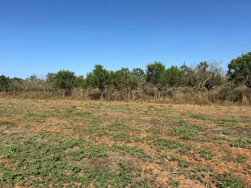 Plot with basic project 5 minutes from Can Picafort — photo 10
