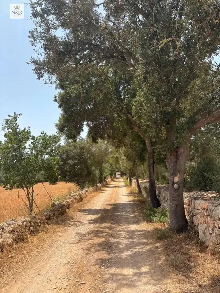 IKV00499-1. Rustic estate for sale in Sencelles, near the hamlet of Cas Canar, with general rustic classification and suitable for construction — photo 9