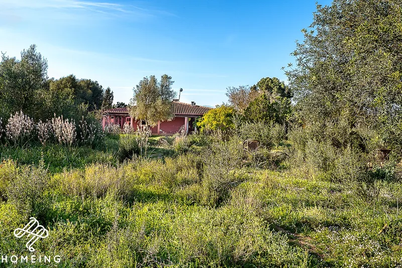 Rustic finca with house in Algaida — photo 10