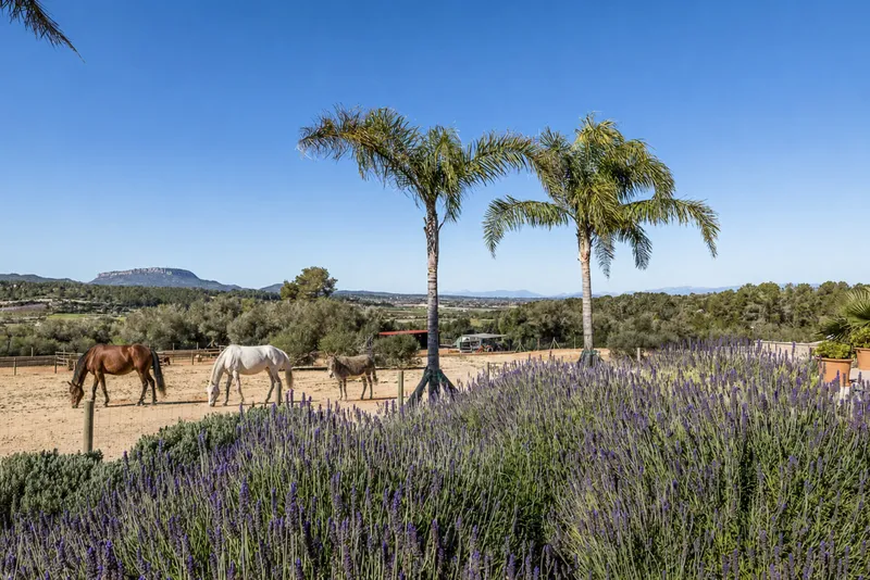Exclusive finca for horse lovers near Montuïri — photo 4