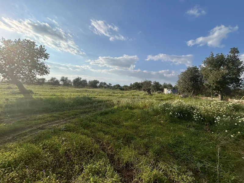 Quiet and well-located plot with project near Campos, towards Llucmajor — photo 4
