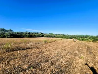 Rustic Land - Manacor (Manacor Centro), Plot Surface 14300m², Distance to the sea 12 Km. — photo 11