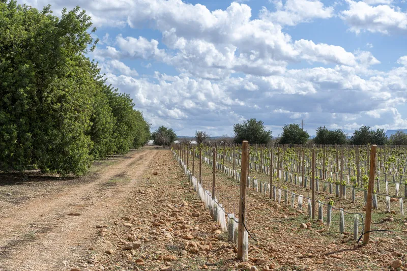 Exceptional Vineyard Plot with Approved License for Luxury Villa Construction — photo 3