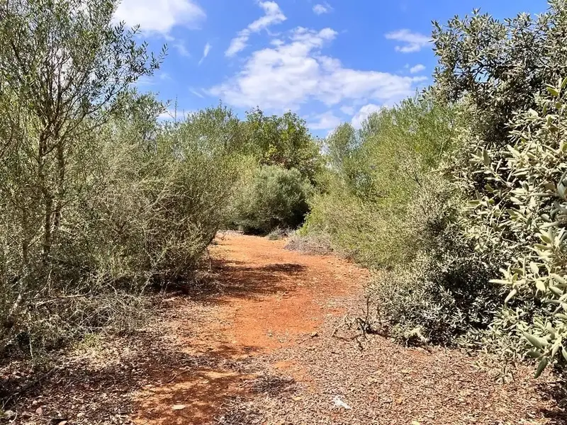 Llucmajor, 7,900 m² plot, very easy access, asphalted road, ideal for weekends. Plot with lots of garrigue. Ref. 3748 [IW] — photo 4
