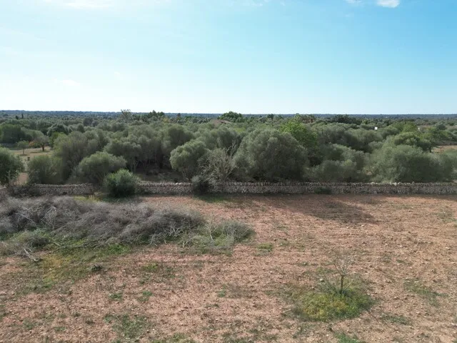 Countryside Plot with License and Project in Llucmajor, South Mallorca — photo 7