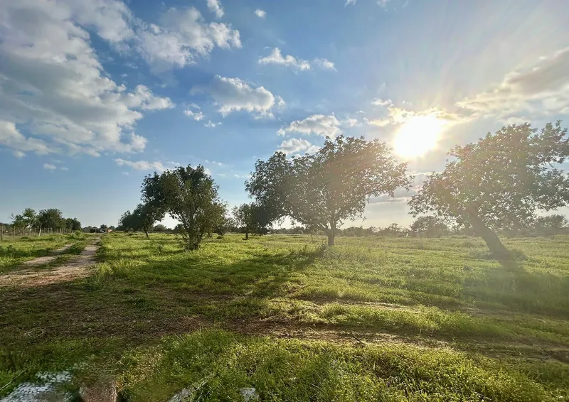 Quiet and well-located plot with project near Campos, towards Llucmajor — photo 5