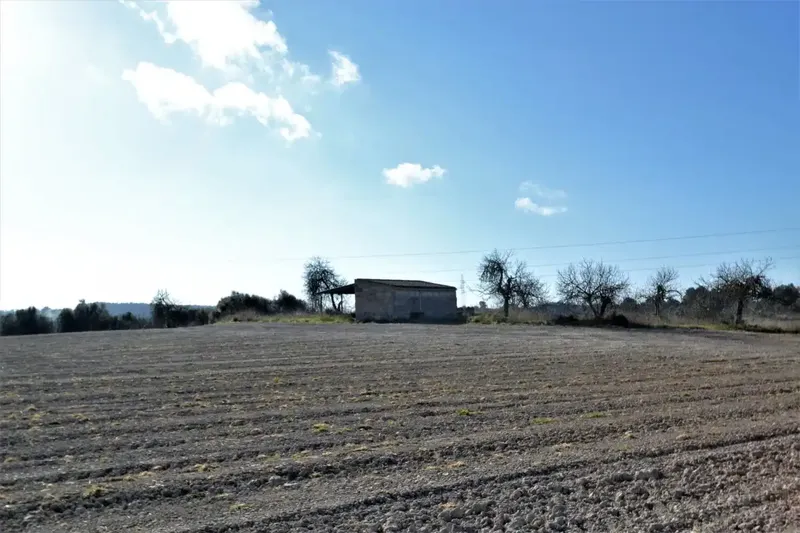 Plot of more than 25000 m2 in Llubí — photo 4