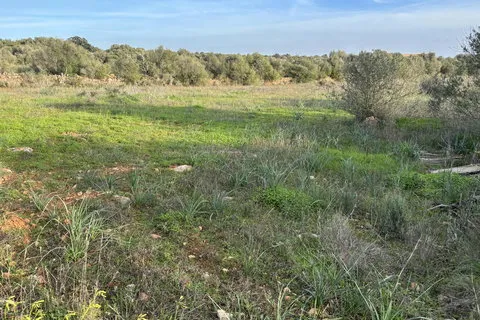 Land in Santanyi, Mallorca — photo 5