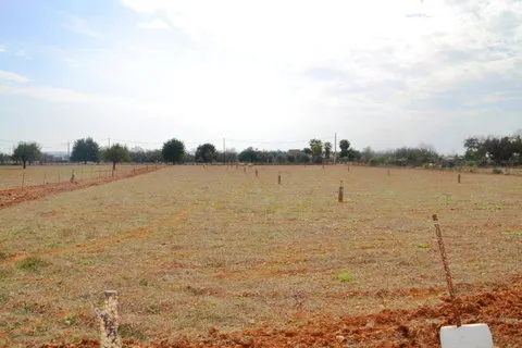 Land in Buger, Mallorca — photo 11