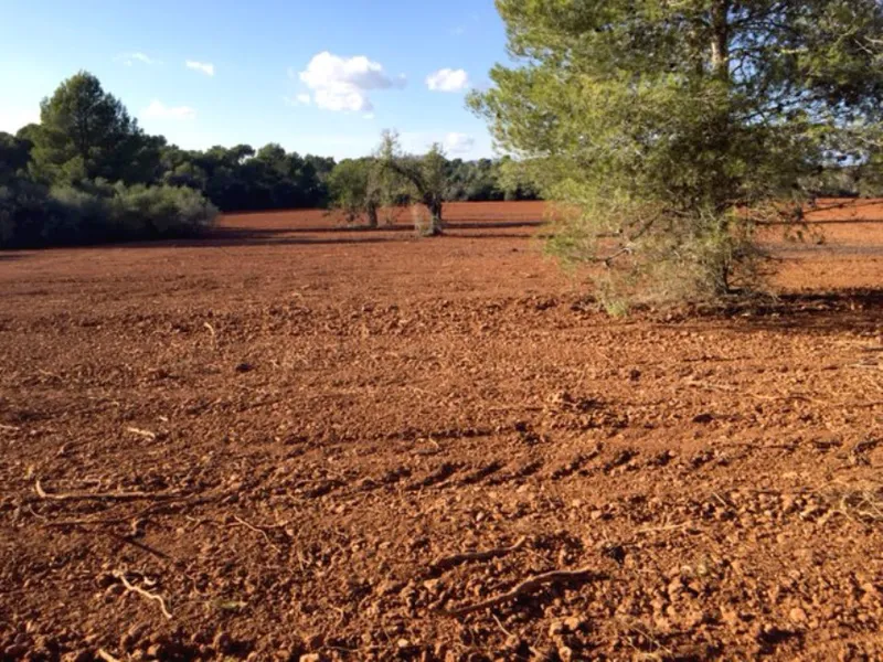 Country Plot of Land between Campos and Felanitx — photo 3