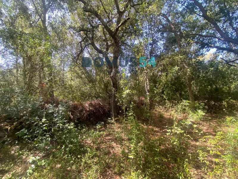 Non-building rural land in Alcudia. Holm oak forest. — photo 7
