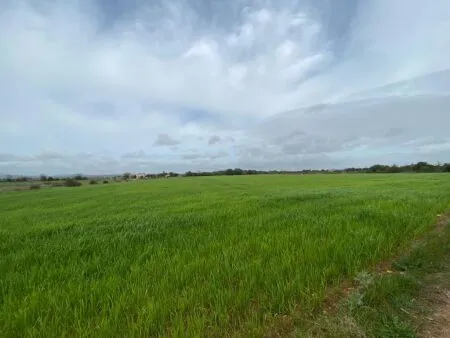Rural Land - Felanitx, Plot Surface 15817m² — photo 1