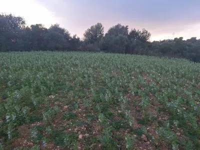 Plot of land - Manacor (Son más) — photo 3