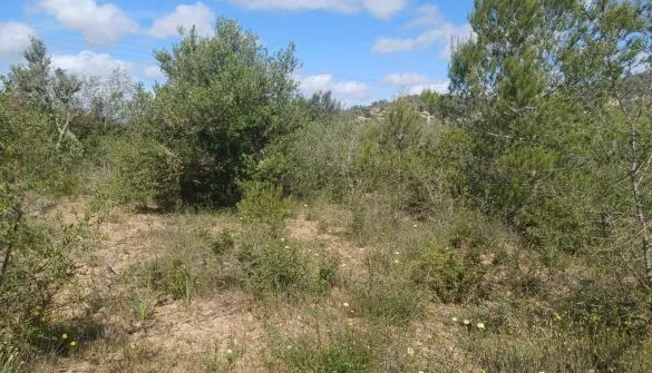 Plot in Felanitx — photo 2