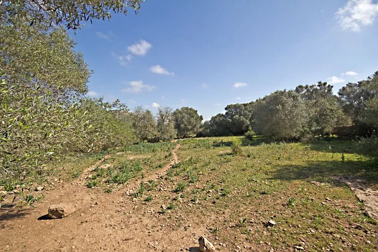 Es Llombards plot with building project G02962 — photo 3