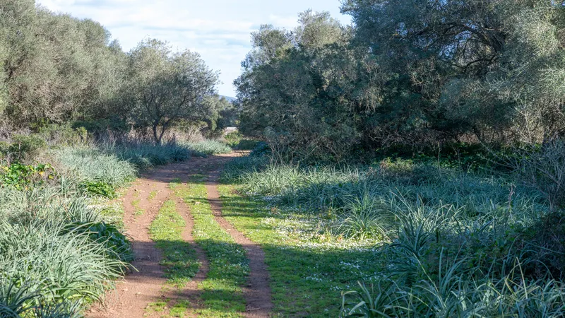Fantastic finca in Vilafranca de Bonany with project and building license, large plot for investors — photo 11