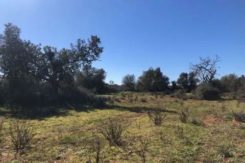 Land in Porreres, Mallorca — photo 12
