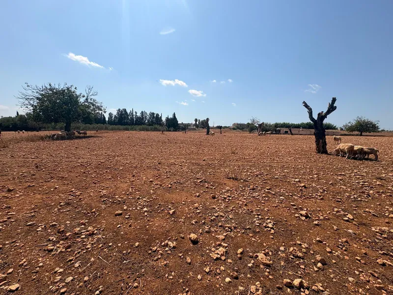 FINCA RUSTICA CON CASITA AGRARIA DE UNOS 34M2 CON CISTERNA — photo 7