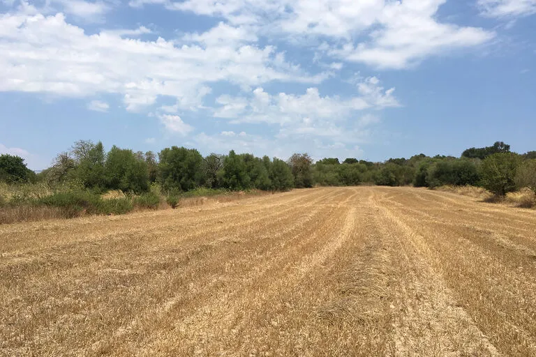 Plot in Muro - Sunny building land near the town center — photo 4