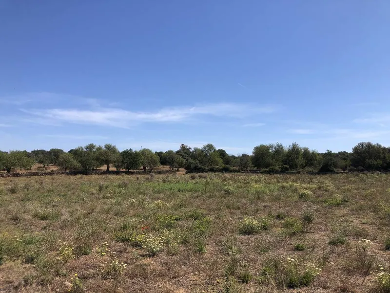 Set of 3 Plots Located 3.5 km from Santanyi in the Direction of Cas Concos — photo 4