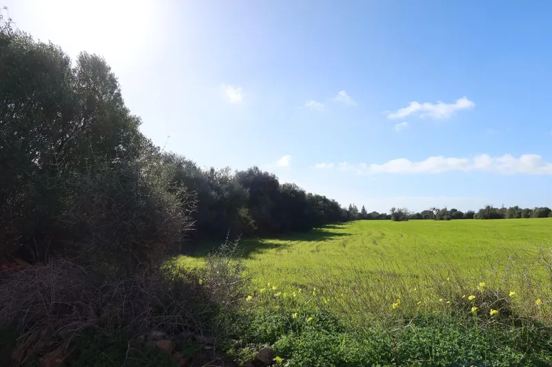 Buildable plot with great privacy in Campos – 14,625 m² — photo 12
