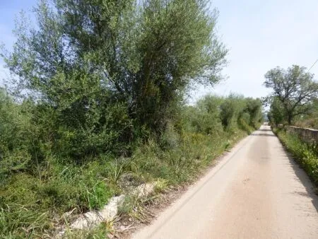 Rural Land - Llucmajor (Llucmajor (Campo)), Plot Surface 7965m² — photo 4