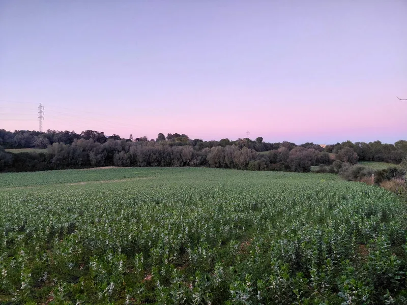 Rustic Land - Manacor (Manacor Centro), Plot Surface 14300m², Distance to the sea 12 Km. — photo 4