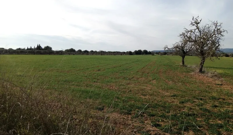 Country Plot near Campos — photo 1