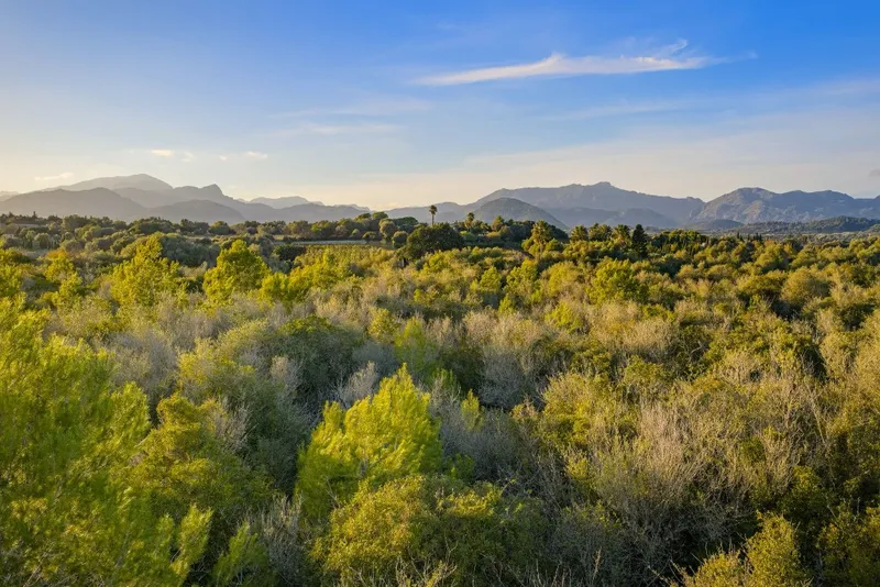 Plot for sale in Alcudia — photo 5