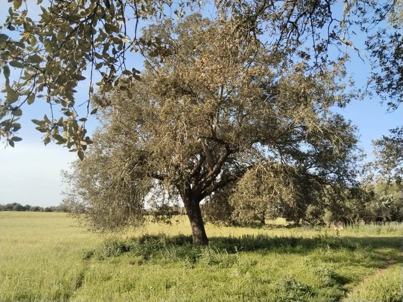 Land in Felanitx, Province of Balearic Islands — photo 8