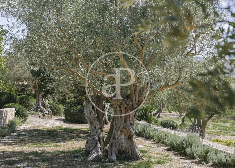 Villa for rent in Pollensa / Pollença, Mallorca — photo 1