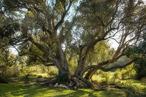Lloret de Vistalegre, Historic estate near Sineu with approximately 76 hectares of land. Purchase — photo 12