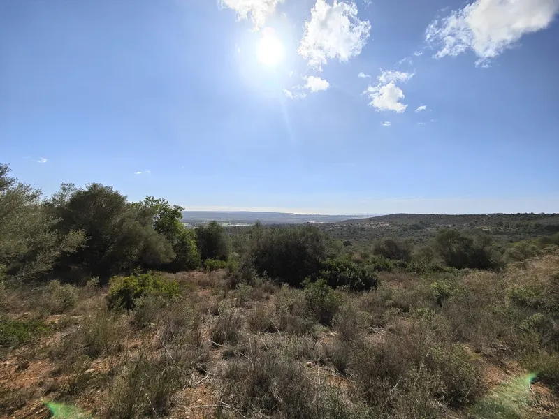 Plot with sea views in Palma — photo 11