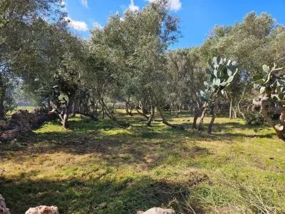 Urban plot of land - Costitx, plot surface 14898 m², distance to the sea 20 km — photo 4