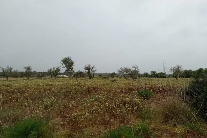 Plot with building project between Es Llombards – Faro Salines — T 08 VK CM — photo 2