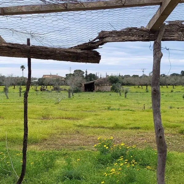 Land in Llucmajor, Province of Balearic Islands — photo 2