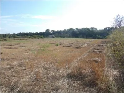 Sant Joan / Petra: Rural plot with building permit for a finca for sale — photo 7