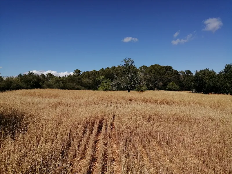 Country Land near Cas Concos — photo 1