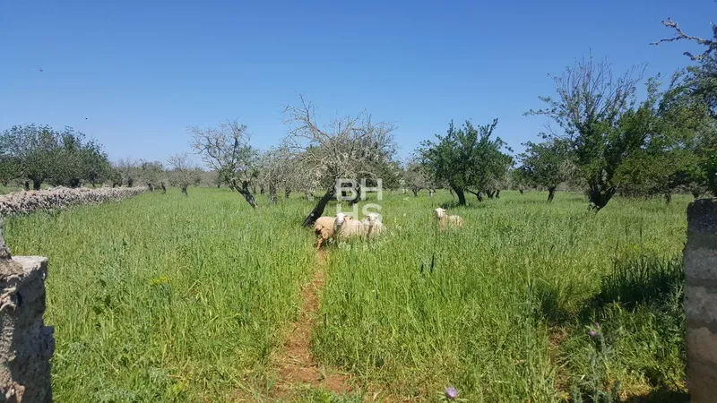 Rustic Finca for sale in María de la Salut — photo 6