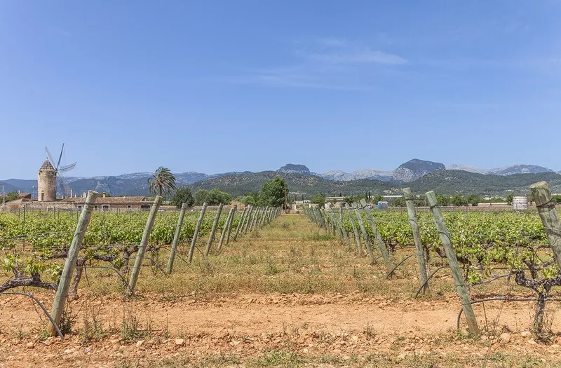 Commercial property for sale in Santa Eugènia with wine cellar — photo 11
