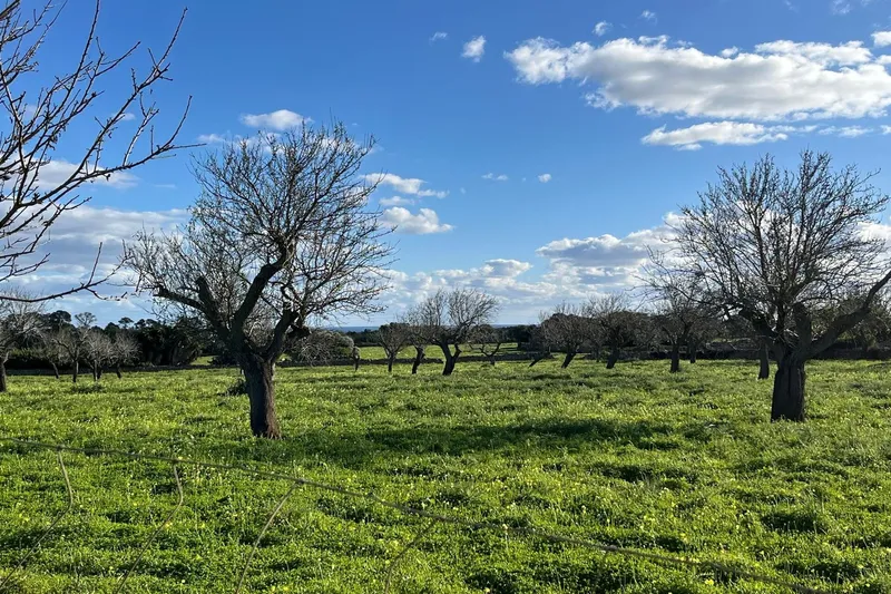 Building plot with finca project near Cala Mondragó — photo 1